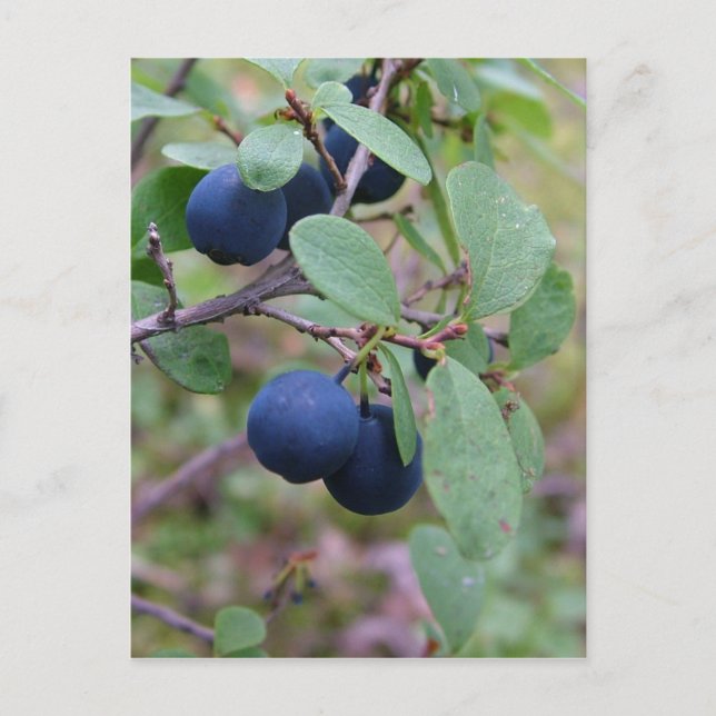 Wild Berries postcard, customize Postcard (Front)