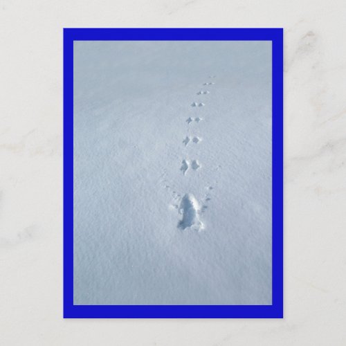 Wild Bird Footprints in Snow Postcard