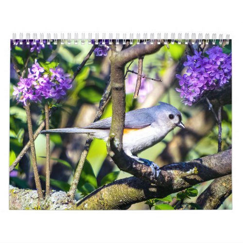 Wild Bird Photo Calendar