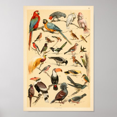 Wild Birds Collection Parrots Tucan Print