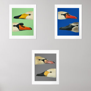 Wild Birds Species of Swans Print Set