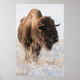Wild Bison Poster