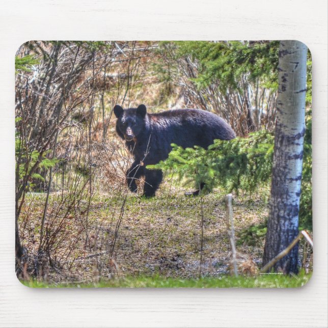 Wild Black Bear and Trees Wildlife Photo Mouse Pad (Front)