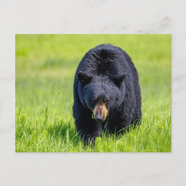 Wild black bear in North America Postcard (Front)