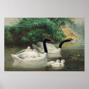 Wild Black-Necked Swan Family Vintage Art Poster