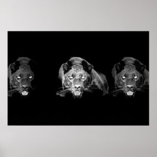 Wild Black Panther Jaguar Cat Eyes Black & White Poster