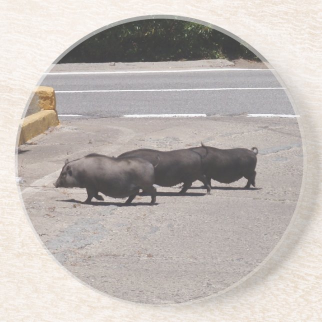 Wild Black Pigs Drink Coaster (Front)