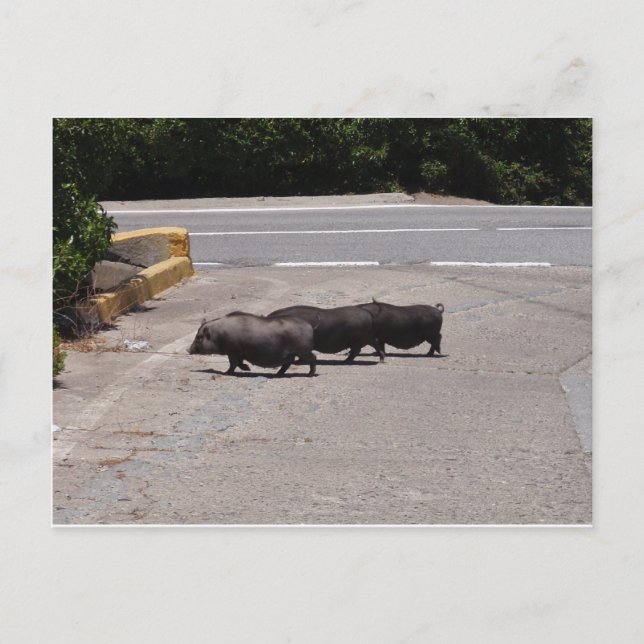 Wild Black Pigs Postcard (Front)