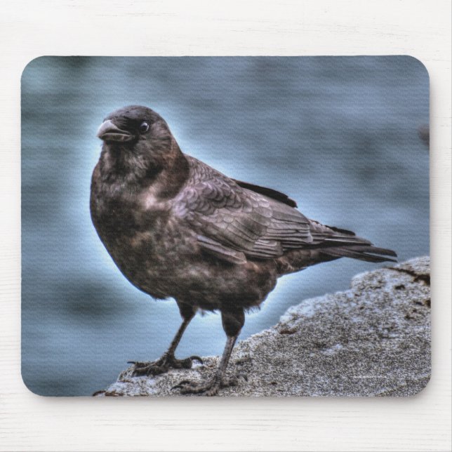 Wild Black Raven Standing on Rocks Mouse Pad (Front)