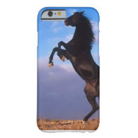 Wild Black Stallion Rearing Horse iPhone 6 Case