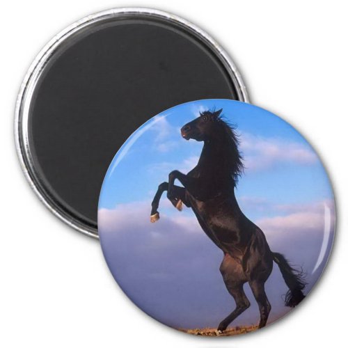 Wild Black Stallion Rearing Horse Magnet