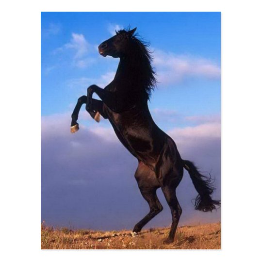 Wild Black Stallion Rearing Horse Postcard