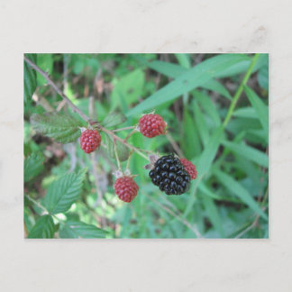 Wild Blackberries Postcard