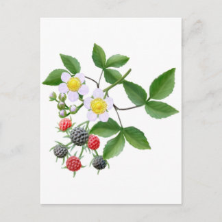 Wild Blackberries Postcard