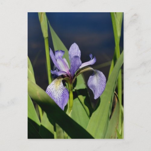 Wild Blue Flag Iris Flower Postcard