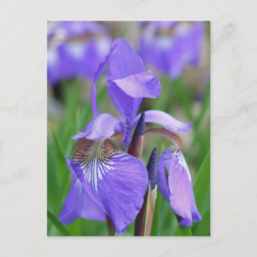 Wild Blue Flag Iris Flower Postcard