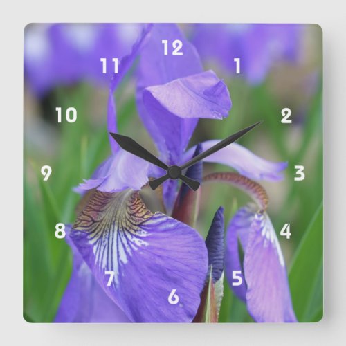 Wild Blue Flag Iris Flower Square Wall Clock