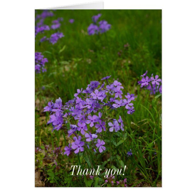 Wild Blue Phlox Thank You Card (Front)