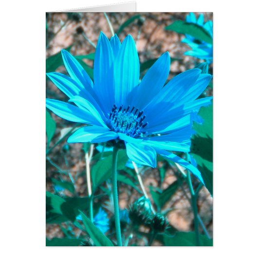Wild Blue Sunflower Card *customize* (Front)