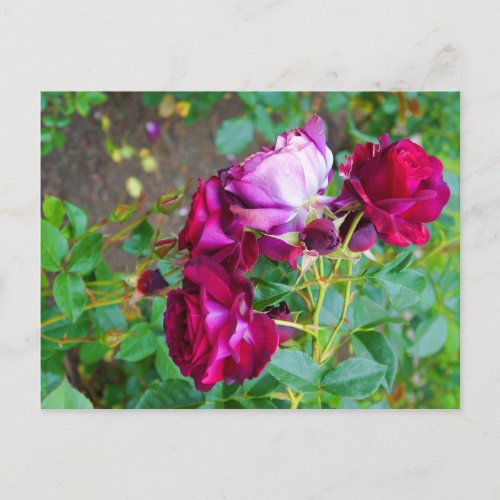 Wild Blue Yonder Rose 1 Postcard