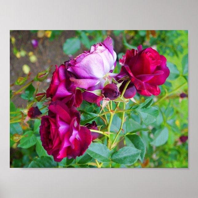 Wild Blue Yonder Rose #1 Poster (Front)