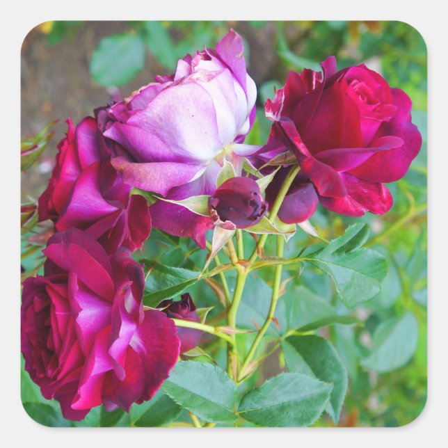 Wild Blue Yonder Rose #1 Stickers (Front)