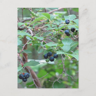 Wild Blueberries Postcard