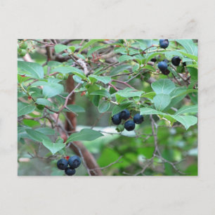Wild Blueberries Postcard