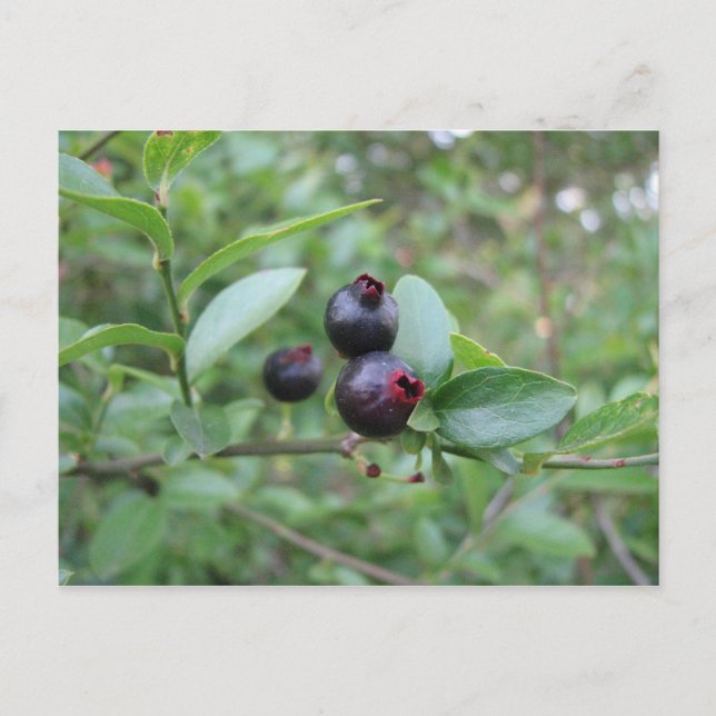 Wild Blueberry Fruit Postcard (Front)