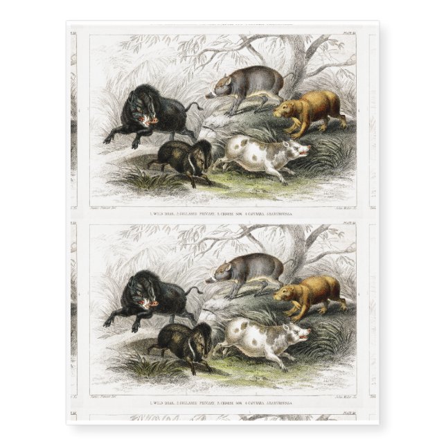 Wild Boar, Collared Peccary, Chinese Sow, Capibara Temporary Tattoos (Front)