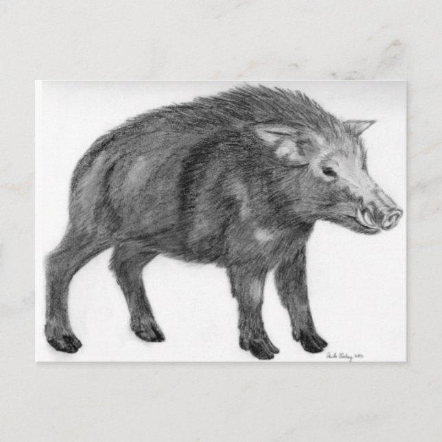 Wild Boar, Defensive Stance Postcard (Front)