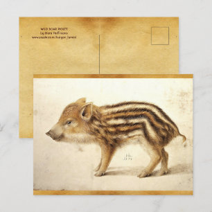 WILD BOAR PIGLET Antique Animal Drawing Parchment Postcard