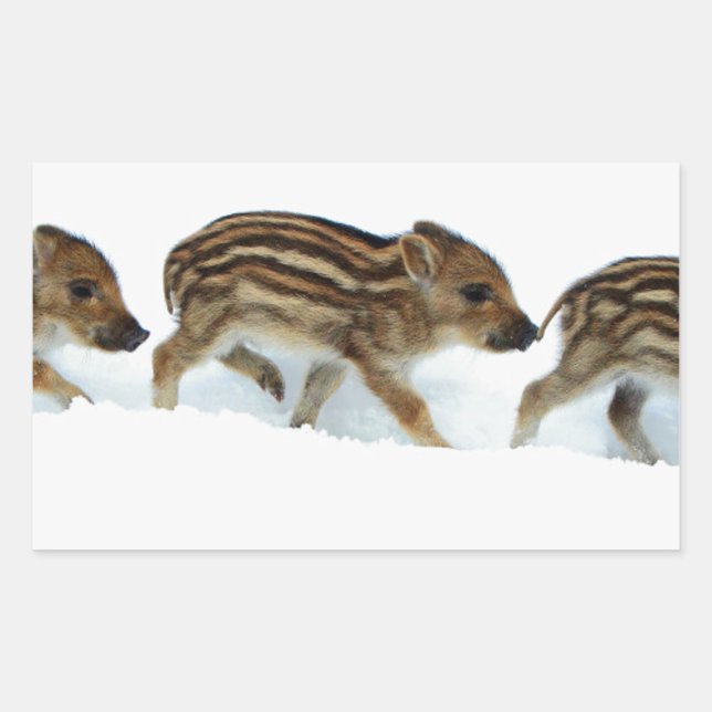 Wild Boar Piglets In The Snow, Germany Rectangular Sticker (Front)