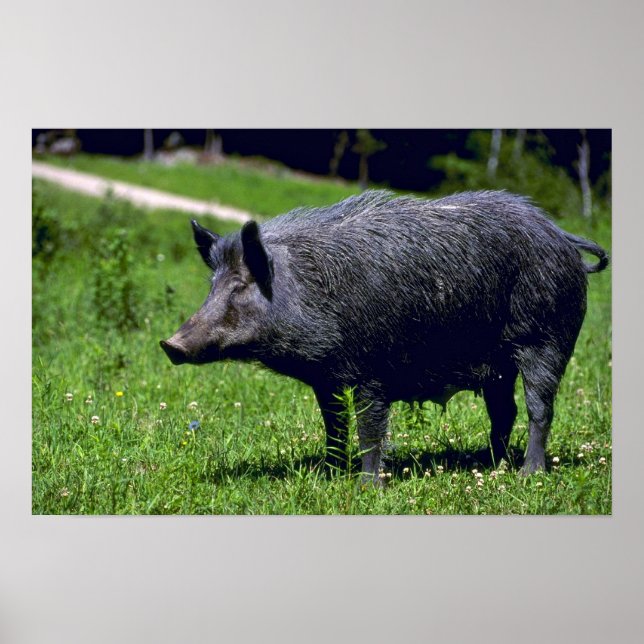 Wild Boar Poster (Front)
