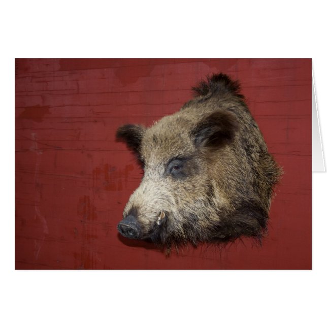 Wild Boar Trophy Cards (Front Horizontal)