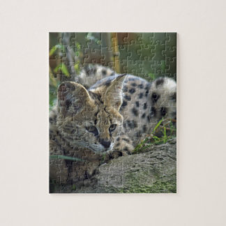 Wild Bobcat Jigsaw Puzzle
