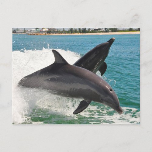 Wild Bottlenose Dolphins Jumping Sanibel Postcard