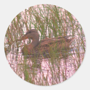 Wild Brown Duck Nature Classic Round Sticker