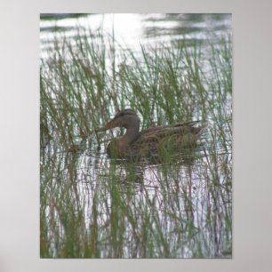 Wild Brown Mallard Duck In Pond Nature Poster