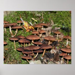 Wild Brown Mushroom Cluster Nature Poster