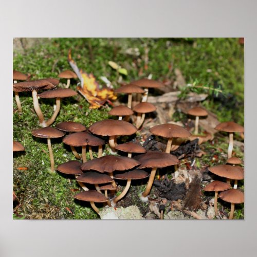 Wild Brown Mushroom Cluster Nature Poster