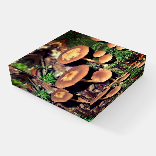 Wild Brown Mushroom Cluster  Paperweight