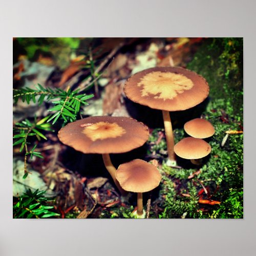 Wild Brown Mushroom Cluster  Poster