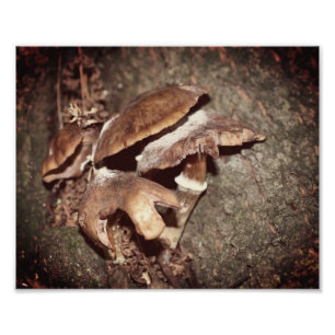 Wild Brown Mushrooms In Tree Crevice 8x10 Photo Print