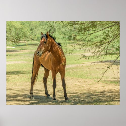 Wild Brown Mustang Horse in Field Posters  Prints
