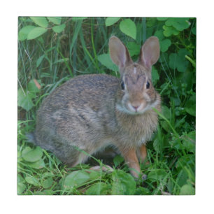 Wild Brown Rabbit Animal Ceramic Tile