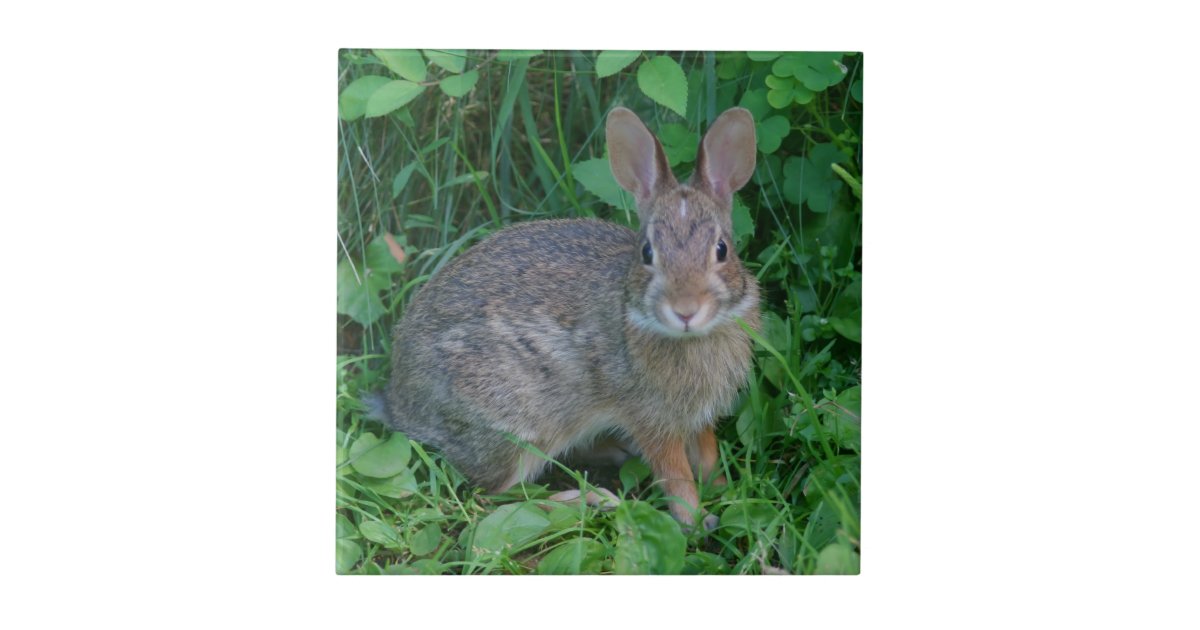 Wild Brown Rabbit Animal Ceramic Tile | Zazzle