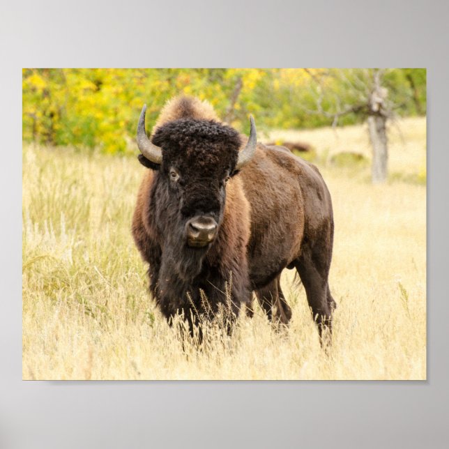 Wild Buffalo in a Field Poster (Front)
