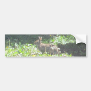 Wild Bunny Bumper Sticker