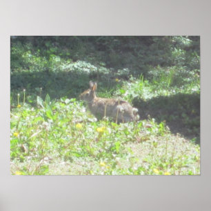 Wild Bunny Print